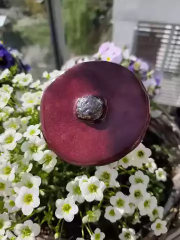 kwiat ceramiczny