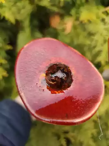 kwiaty ceramiczne 2 szt