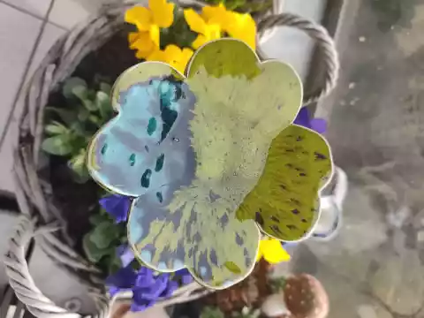 koniczyna ceramiczna poidło