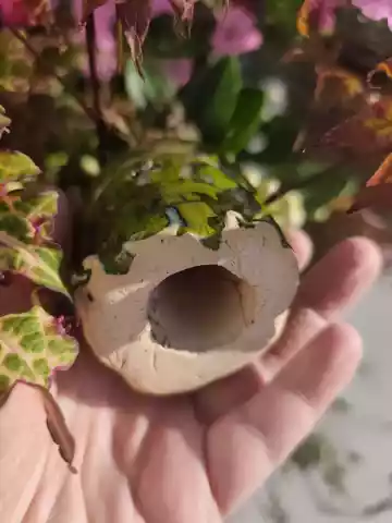 Żaba ceramiczna 3