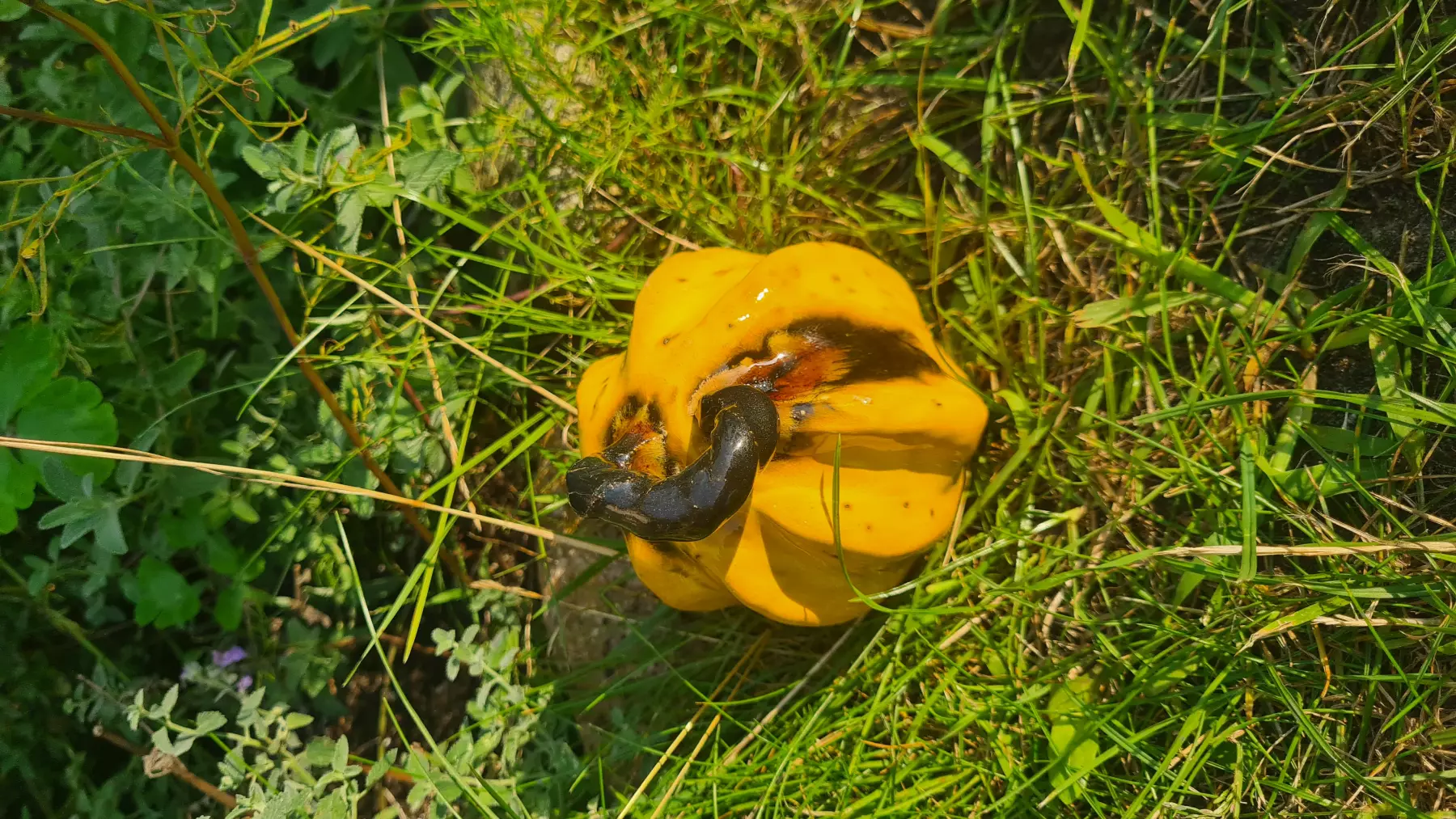 Dynia ceramiczna żółta